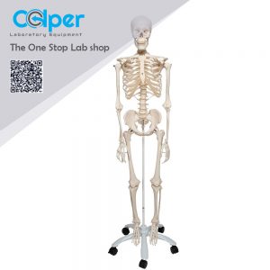 Human Skeleton 180cm