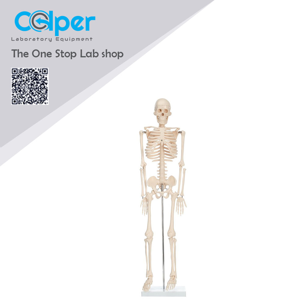Skeleton 22cm - Colper Educational Equipment