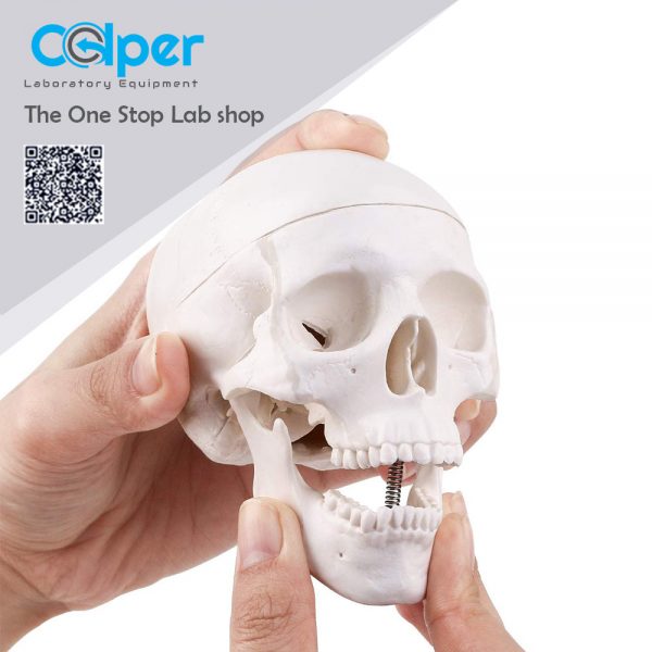 skull small
