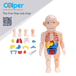 TOY 3D Human Body Anatomy Model