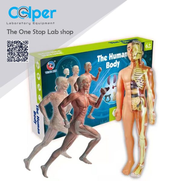 TOY Human Torso Body Anatomy Model with Removable Parts