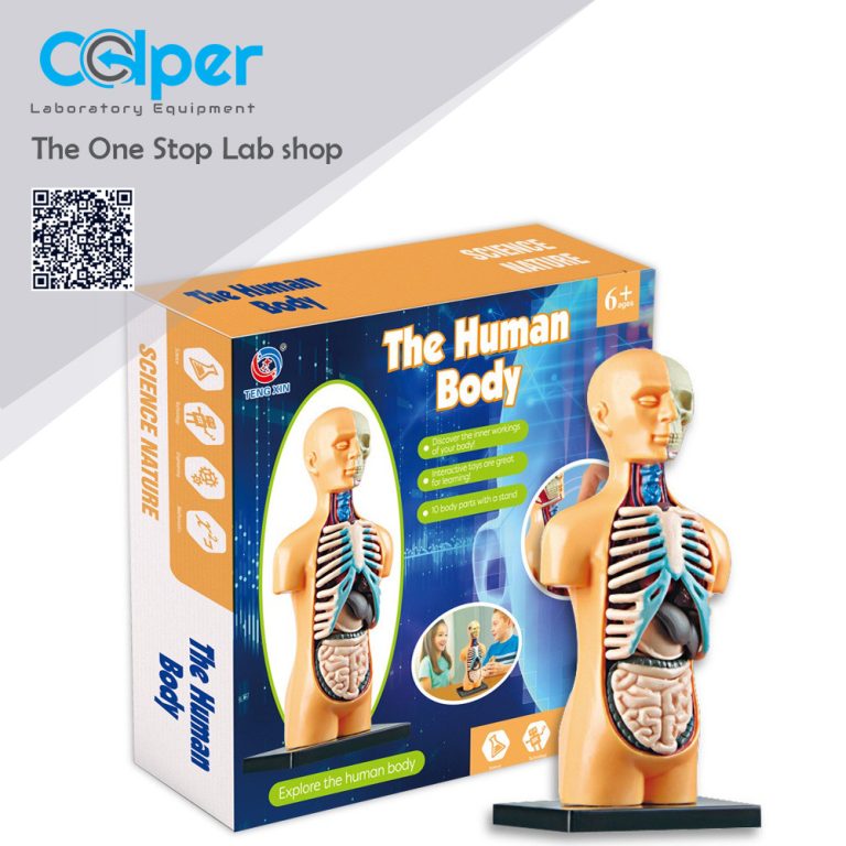 Human Body Organs & Bones Model STEM Toy | Colper LK
